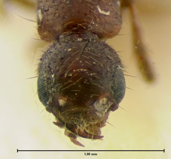 Media type: image;   Entomology 6286 Aspect: head dorsal view